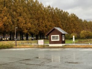 メタセコイア並木